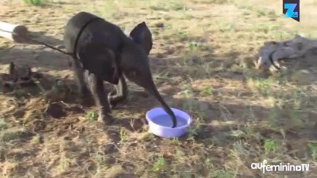 Émouvant : ce bébé éléphant retrouve sa maman