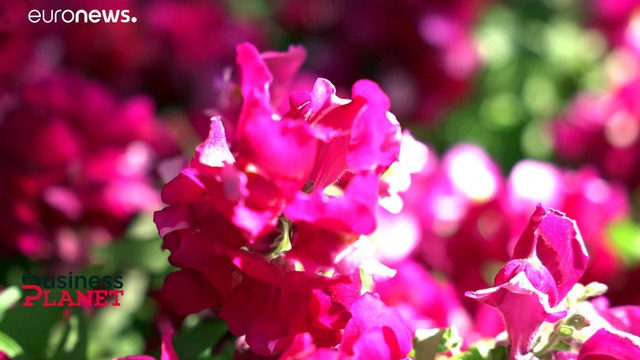 Ευρωπαϊκή χρηματοδότηση για την ανάκαμψη των μικρομεσαίων επιχειρήσεων από την πανδημία