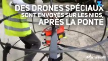 Nice contre-attaque les goélands avec des drones !