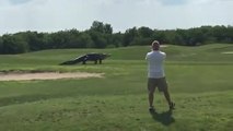 Un alligator débarque sur un terrain de golf