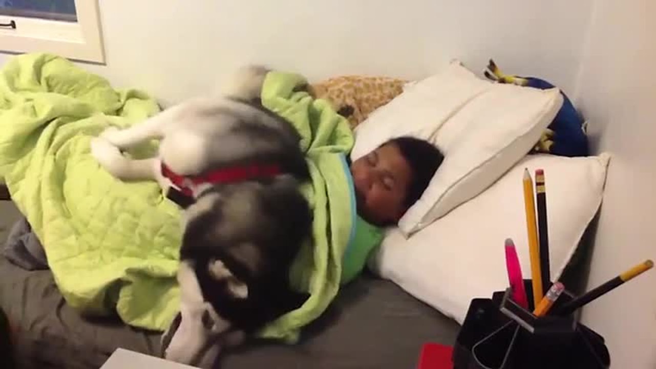 Ce chien refuse de laisser partir son maître