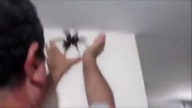 Il attrape une mygale à mains nues