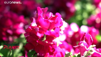 Как Евросоюз спасает бизнес после COVID-шторма?