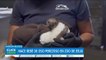 Tiernas imágenes de bebé perezoso adoptado por cuidadores del Zoo de Brevard, Florida