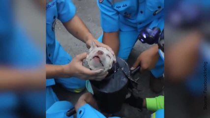 Ce chiot a besoin d’aide immédiatement !