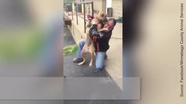 Ce chien n’avait pas vu son maître depuis deux ans