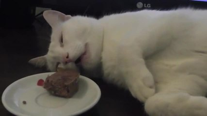 Ce chat mange en étant à moitié endormi