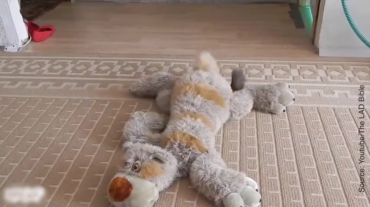 Qui a dit que les animaux n’aimaient pas les peluches