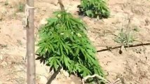 Serre (SA) - Sequestrate 470 piante di cannabis: 3 arresti (25.06.21)