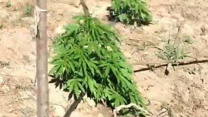 Serre (SA) - Sequestrate 470 piante di cannabis: 3 arresti (25.06.21)