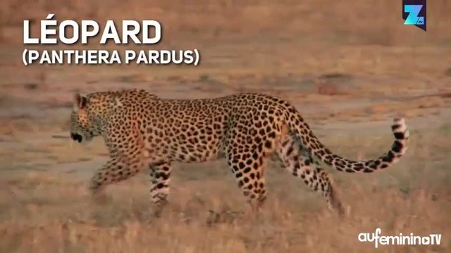 On vous a menti : les panthères noires n’existent pas!