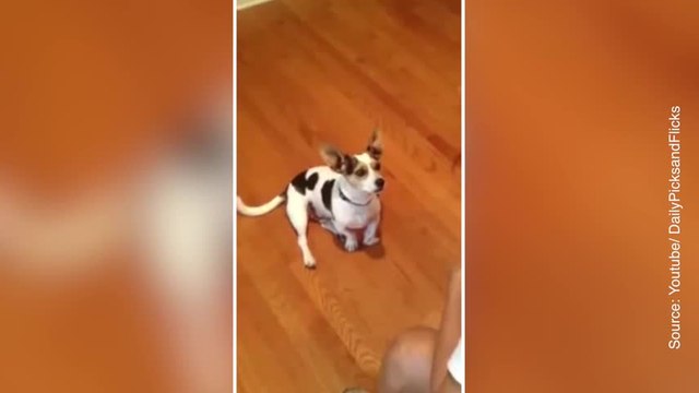 Cette femme apprend à son chien... à miauler !