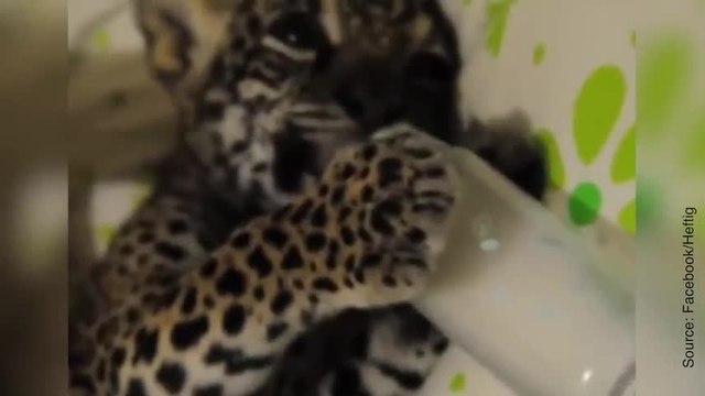 Quand deux bébés trinquent ensemble, ça donne ça !