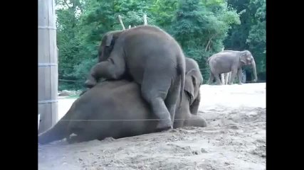Cet éléphanteau embête sa maman