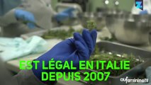 La première récolte de cannabis médical made in Italie