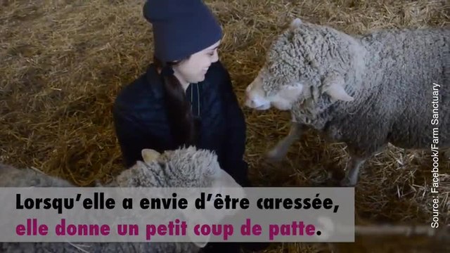 Cette brebis sait comment faire fondre le cœur des gens...