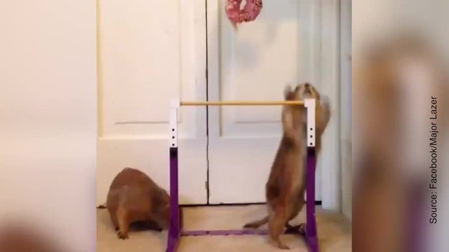 Certains sont prêts à tout pour un morceau de gâteau...