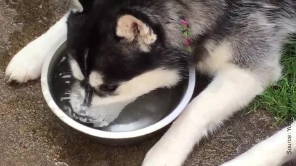 Ce husky a une drôle de passion