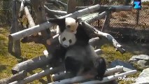 Trop mignon : un bébé panda et sa mère s’éclatent