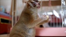 Un Loris trop mignon mange une banane