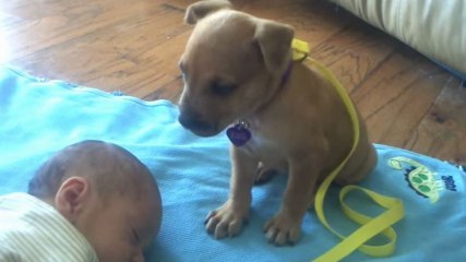 Ce chiot veut protéger un bébé mais finit par s'''''''''''''''''''''''''''''''''''''''''''''''''''''