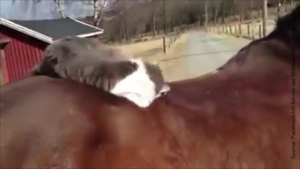 C’est l’amour fou entre ce petit chat et ce cheval !