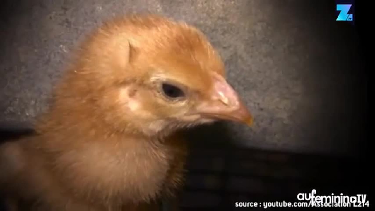 L214 dévoile l’horrible vie des poules pondeuses