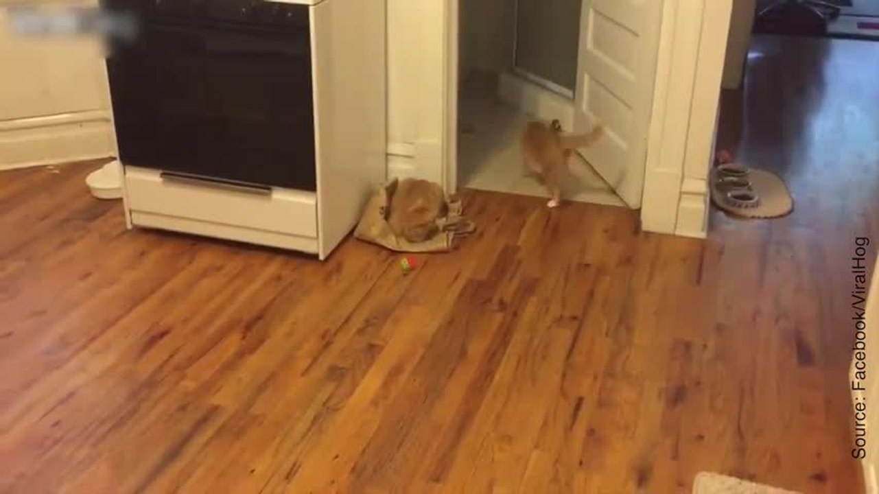 Ce chat adore jouer à la balle !