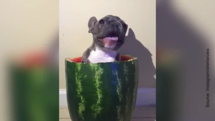 Ce chien adore la pastèque !