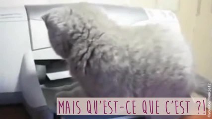 Les animaux aussi sont accros aux nouvelles technologies !