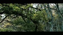 The Forest | Beautiful Relaxing Footage | Cinematic Drone Footage | Filmism World |