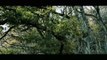 The Forest | Beautiful Relaxing Footage | Cinematic Drone Footage | Filmism World |