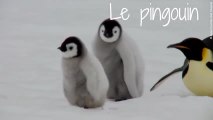 Ces animaux vont vous faire craquer