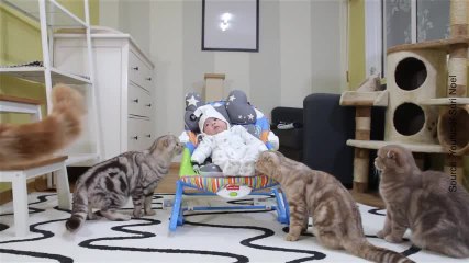 Download Video: Qui a dit que les chats n’étaient pas les meilleurs amis des hommes