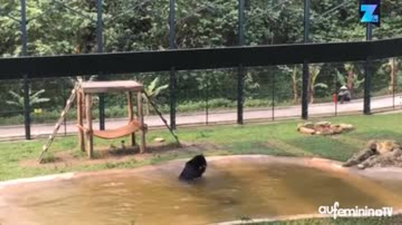 La vidéo qui remonte le moral : un ours qui s’éclate !