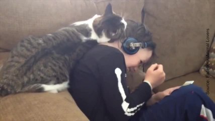 Ce chat est en manque d'affection