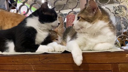 Kitty is Jealous of Friendship Triangle