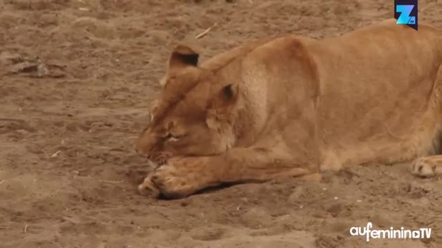 Une fois diplômés, ces lions sont remis en liberté