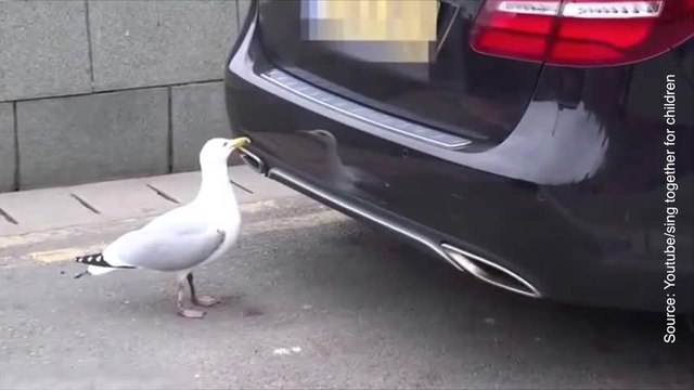 Cette mouette voit son reflet pour la première fois