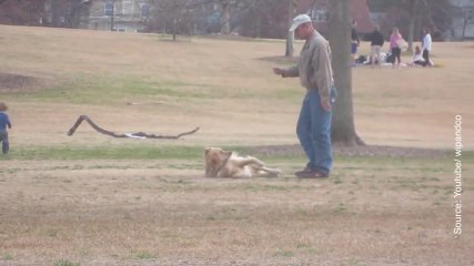 Ce chien n’a pas l’air d’avoir envie de rentrer chez lui…