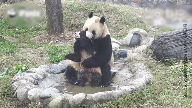 Ce bébé panda n’est pas friand à l’idée de se faire laver par sa maman