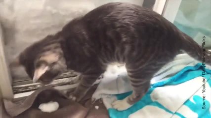 Ce chaton ne semble pas être impressionné par la neige !