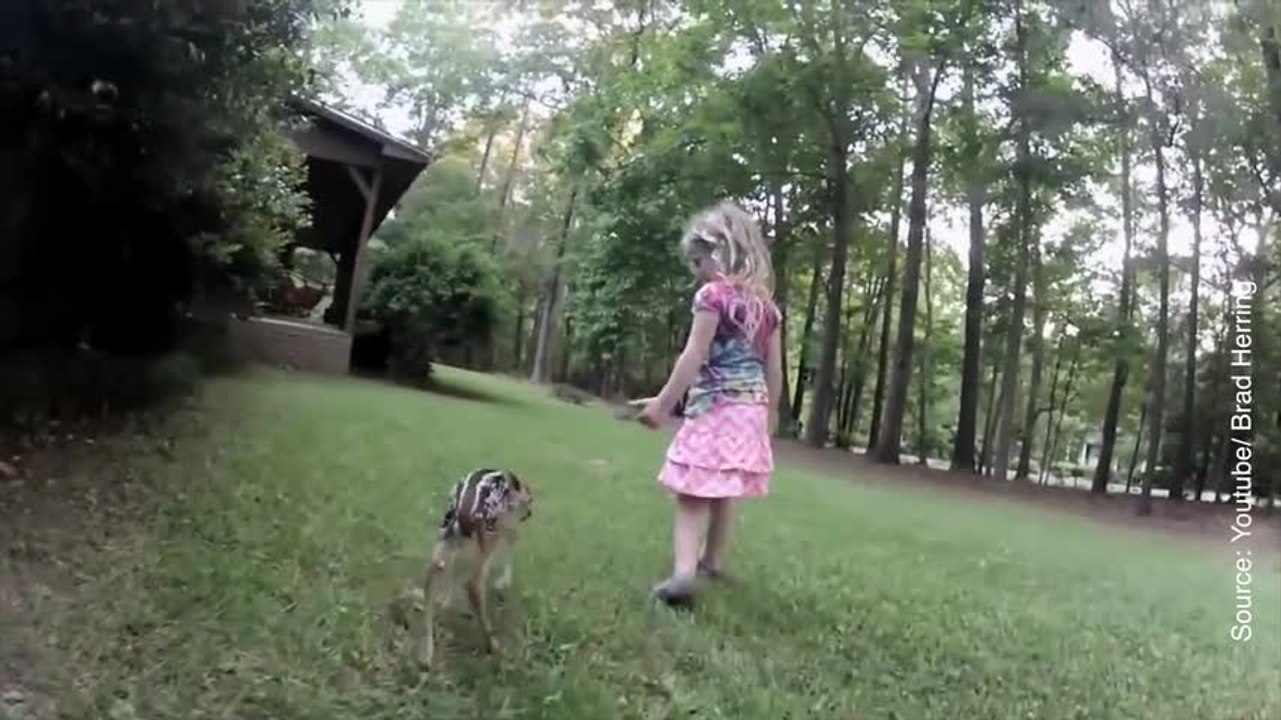 Coup de foudre au premier regard pour cette petite fille et ce faon