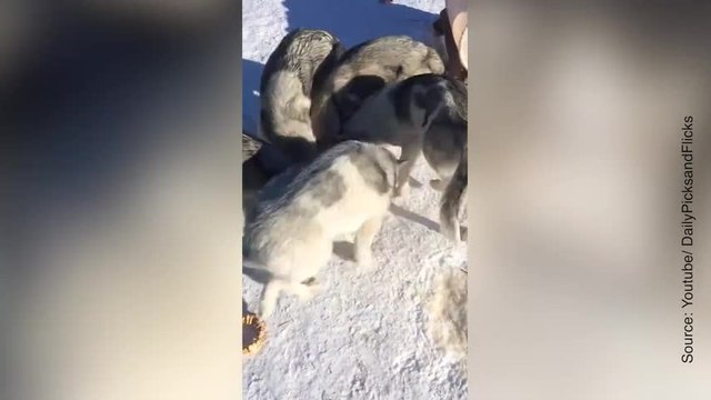 Voilà à quoi ressemble une bande de chiens affamés !