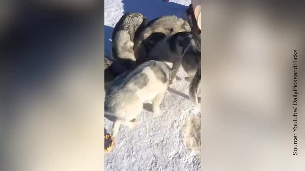 Voilà à quoi ressemble une bande de chiens affamés !