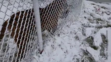 FR_man-has-conversation-with-tiger-2