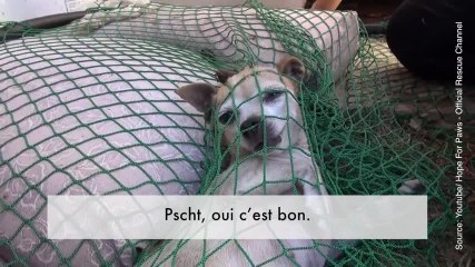 FR_an-injured-chihuahua-3