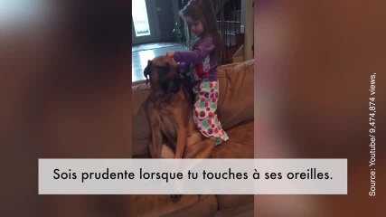 Voici un chien qui ferait un bon patient...