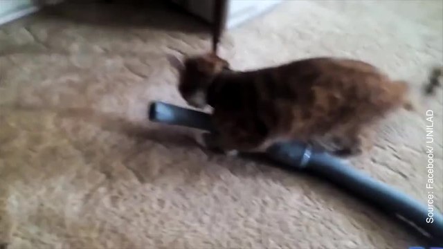 Combat de choc entre un chat et un tuyau d'aspirateur. Qui va gagner