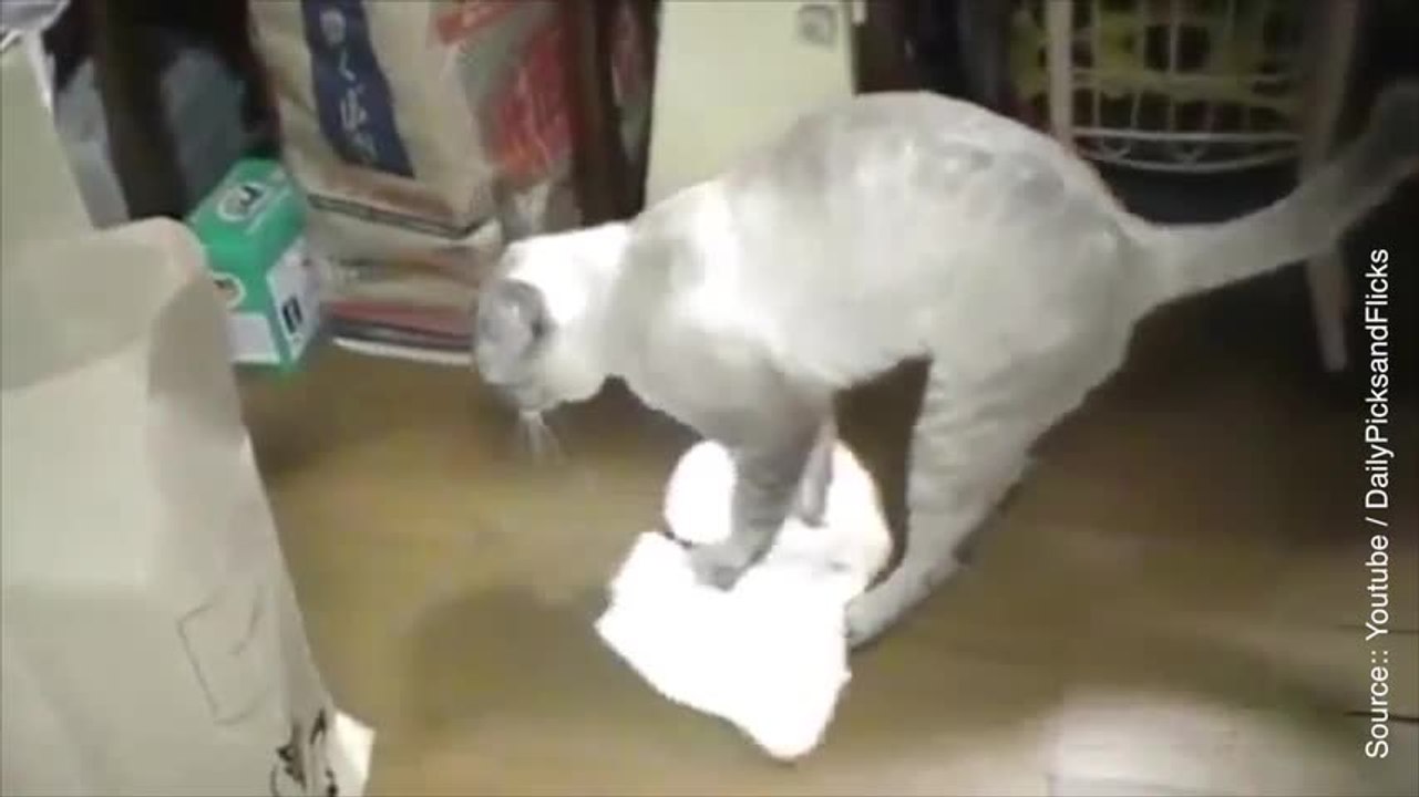 Cet adorable chat lustre la maison de fond en comble